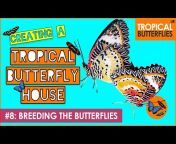 Tropical Butterflies UK