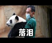 大大熊猫