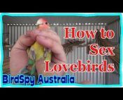 Bird Spy Australia