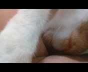 Anjing Jilat Memek Xxx - anjing jilat vagina Videos - MyPornVid.fun