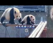 灰仔日记-爱熊猫