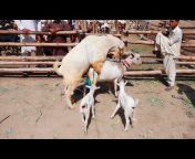 Talib goat farm