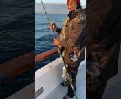 AMAYSING FISHING BAIT u0026 TACKLE