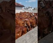 cows videos... 🐄 🐮