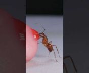 Lights Camera Ants