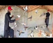 Ahma Daily Pets Vlog
