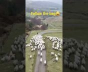 Sheep shepherd