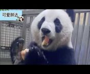 Adorable Panda