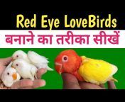 Aligarh Budgies and Finches