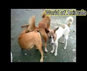World Of Animals