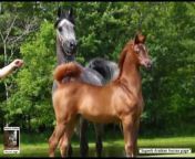 Superb Arabian Horses