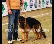 Canine Kennel Multan