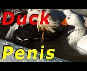 50 Ducks In A Hot Tub