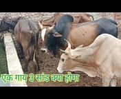 one cow and three bull full fighting video from xzooxx v Watch Video -  MyPornVid.fun