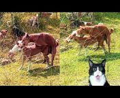 Funny Animal Vlogs 07