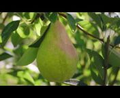 USA Pears