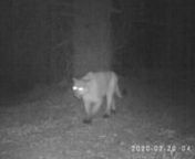 A trail camera on Martin Griffin Preserve picked up two mountain lions traveling together in mid-February 2020. Mountain lion sightings at night on this preserve are not unusual but two together is a rare treat. This is most likely a mating pair, although could be a female and her sub-adult offspring.