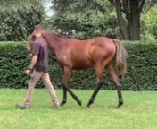 Purchase a lovely filly by proven Australian Sire Casino Prince