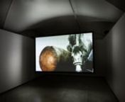 Video, digital photograph, 2017nnA registration of stallion semen collection for the purpose of artificial insemination.nnPresented ia in Fabbri Schenker Projects, London, 2021, Center for Contemporary Art Luigi Pecci, Prato and in MAXXI, the National Museum of 21st Century Arts, Rome, 2021 among the works selected by Julian Rosefeldt from the collection Fondazione In Between Art Film by Beatrice Bulgari, at the exhibition VISIO. Moving Images After Post-Internet curated by Leonardo Bigazzi in P