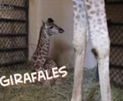 No dia 7 de julho nasceu mais um filhote de girafa no Zoológico de São Paulo. Em parceria com a Veja São Paulo, o Zoo promoveu a votação para escolher o nome do novo morador.