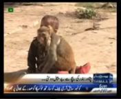 A brilliant and brave child friend of Muqaddar and Sikandar (monkeys) on Pakistani media Samaa News channel.