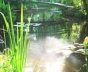 Partez à la rencontre des secrets des jardins de la Fondation Monet à travers cette nouvelle série de vidéos et découvrez ce qui a tant émerveillé Claude Monet... Entre couleurs, émotions et sensations, vous rentrez dans le monde secret de Monet.nnPour ce premier pas dans l&#39;univers de Claude Monet, nous vous proposons une escapade autour du jardin d&#39;eau et de son bassin des nymphéas... Pureté, douceur et enchantement vous plongeront dans ce bassin aux tonalités japonisantes.nnGet to k