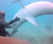 a short demo of some of my tiger shark interactions. Specifically the unique behavior of rolling in my hand, there are also a couple of my favorite moments with tigers.Every time I drop down to work with the tiger sharks, I learn something new. Here are a few moments captured on film. Tigers featured; Hook, Princess Jamin and Halfmoon