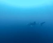 freediving • the shipwreck from ayunda
