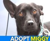 Miggy&#39;s Story...nMiggy seems to be a chi/schipperke mix, 3 yrs old and weighs 12 lbs. His foster describes Miggy as looking like a mini black lab. Shy around new people and afraid of being approached and picked up. He has no nasty guarding or jealousy issues and is very cuddly. Right now Miggy is a little reserved and watchful but he is warming up by the day. He perks up for cuddles and playtime and enjoys being outside. He gets along very well with other dogs, loves to play with dogs in the hom