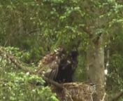 A dramatic sequence indeed: An immature White-tailed Eagle lands on a branch next to the nest. The chick starts to call repeatedly. At 1min 45secs the immature WTE jumps into the nest. There follows a tense stand-off. At 4mins 30secs the chick is forced from the nest.and falls 30ft to the ground. The intruder starts to eat the food. - Continued in