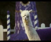 Ad I designed and directed for Cadbury with Publicis Dublin and Speers Film. We had 10 cameras, 6 fixed and four with operators, hidden in bushes around a tree and two purple horned alpacs.nnHad great fun working on this project. Big thanks to all involved! (see below)nnCREDITS:nnClient: CadburynAgency: Publicis QMPnCreative Directer: Ronan NultynAgency Creatives: Kris Clarkin, Dan O&#39;Neill, Niall StainesnAgency Producer: Rachel MurraynnProduction Company: Speers FilmnDirector: Conor FinnegannPro
