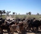 Video by Emmanuel Guddu on 2nd March 2013nThis video i done at Sonal Bo Village near Islamkot area.