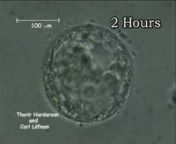 (English) In this time-lapse video you see how a blastocyst hatches out if its eggshell (Zona Pellucida). The blastocysts is already expanded and has divided into inner cell mass (ICM) that is to become the baby and the trophectoderm cell (TE) that becomes part of the placenta. The blastocyst is in the begining of the film still inside it´s eggshell but through a series of expansions and collapses it gradually forces itself out. If the blastocyst would have been in the uterus it would now be fr