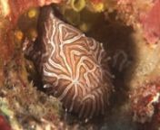 Everyone who comes to Ambon to dive, not surprisingly, wants to see the Psychedelic Frogfish, Histiophryne psychedelica. And it’s a critter we would love to show everyone too. The last sighting was at the end of 2014, when we found it in Ambon Bay and before that it had been about 4 years since one was found. And they have only been found in Ambon Bay.nnWe are used to getting requests for this rarest of underwater creatures. Ambon gets a lot of amazing critters, but the Psychedelic Frogfish is