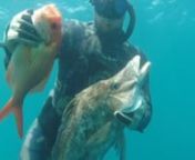 Quick edit showcasing a day spearfishing in the Hauraki Gulf, shooting my first boarfish and golden snapper with a 110 rob allen roller gun.