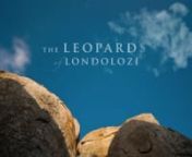 http://leopards.londolozi.comnnSince 1979 Londolozi has had a love affair with leopards...Described as an elusive and solitary predator, it was a rarity to see leopards in the very early days of Safari at Londolozi. Yet in 1979 that was all to change when John Varty, co-founder of Londolozi, together with incredible naturalist Elmon Mhlongo, developed a relationship with the Mother Leopard. It was this same leopard that John Varty spent twelve years filming and documenting.nnDuring those early d