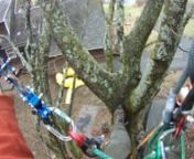 Trying out a double bridge to climb DSRT (two stationary rope systems) and using the DMM Captain throw hook to get out to a difficult spot during a Norway maple pruning job.
