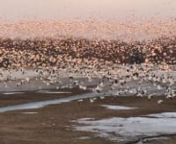 Envol matinal des oies blanches à Baie-du-Febvre, Québec, Canada au lever du soleil le lundi 28 mars 2016 à 6 h 50nnSnow geese taking off at Baie-du-Febvre, Quebec, Canada at sunrise Monday March 28, 2016 at 6:50