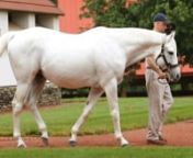 Gainesway Stallions: Tapit