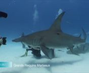 Le voilier No Stress est aux Bahamas et propose différents circuits de croisière à la voile, dont le circuit spécial requin de Gran Bahama à Bimini pour partir à la rencontre des Requinq gris des caraïbes
