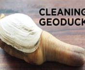 Cleaning Geoduck from geoduck