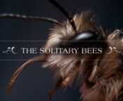 90% of Britain&#39;s bees are Solitary Bees. They are crucial pollinators, yet are little known or conserved. This film aims to change that. nnThis film showcases the fascinating behaviour and value of the UK&#39;s solitary bees. We follow a variety of different species through their struggles to find resources, avoid death and create new life. nIdeal for anyone who loves our bees and nature! nnOur main aim is for this film to not only entertain, but to be used as a free educational resource. If you wou