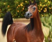 ✮ MARQUISE AUCTION - ARIA ELITA ✮nn2008 Bay Purebred Arabian Maren(Justify x BK Tamina)nRegional Champion MarenIn Foal To Namous Al Shahania, Due 3/5/2019