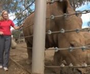 A piece highlighting San Diego Zoo Global&#39;s artificial insemination program at their Rhino Rescue Center.nnCredit: nFox 5 San DiegonPhotog - Stephen HerronnReporter - Kristen Shanahan