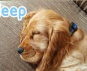 30 whole minutes of soothing music to help your pup doze off and ensure they get a good nights sleep!