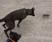 We take Gremlin the terrier and Sherni the Malinois/Dutch Shepherd on their first big ratting!nnFollow me for video notifications, and a behind the scenes view of our lives and the lives of our animals! nFacebook- https://www.facebook.com/Minkenry-and-Joseph-Carter-the-Mink-Man-72678726611nnInstagram- https://www.instagram.com/joseph_carter_the_mink_man/nnTwitter- https://twitter.com/JosephCarterTh1
