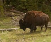 This is video I shot while on a four day vacation in Yellowstone National Park in May 2010.As you can see from the video, it was a stormy week and it rained a lot every single day.I feel lucky to have gotten what I got, but would have like to have at least one bright sunny day. nnThe footage was mostly shot with my Sony PDW-F800. A few of the timelapse shots were done with my PMW-EX1 XDCAM camcorder.It is nice to have two cameras when you&#39;re shooting timelapse.nnOnly a few of the shots h