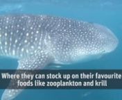 BHP - CSIRO Ningaloo Outlook Marine Research Partnership is conducting research on whale sharks found at Ningaloo reef in an attempt to better understand and protect the mysterious creatures in the future.