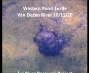I was drifting through a deep pool on the Van Duzen River below Highway 36, spying on trout and enjoying spectacular underwater lighting.Then I saw a big, adult western pond turtle with a shell that is 10 inches across and that is probably 50 years old.
