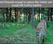 This episode we were fortunate to have captured a mother cougar with her offspring on one of our trail cameras. Take a look at these efficient predators and remember that they usually want less to do with humans, than we want to do with them!